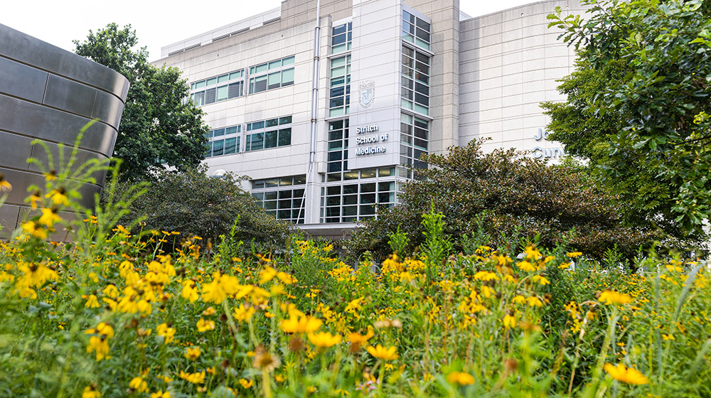 Image of Stritch School of Medicine building with yellow wildflowers and greenery in foreground